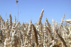 Wheat Field